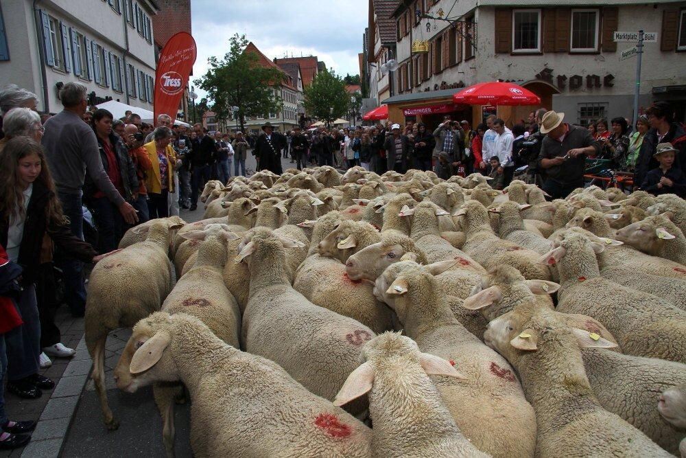 Erster Münsinger Schafauftrieb 2011