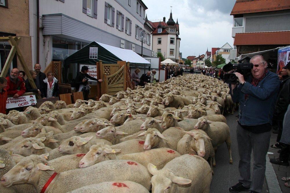 Erster Münsinger Schafauftrieb 2011