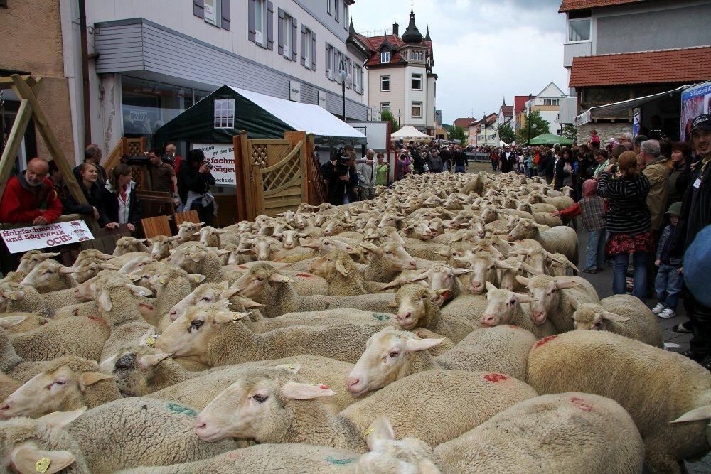 Erster Münsinger Schafauftrieb 2011