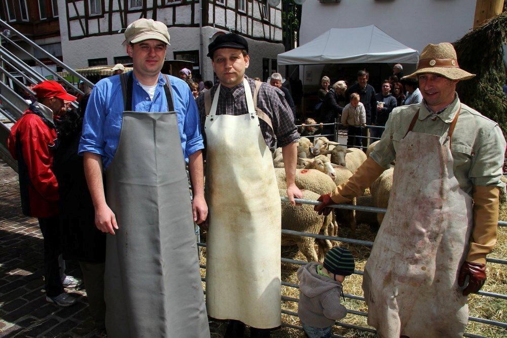 Erster Münsinger Schafauftrieb 2011