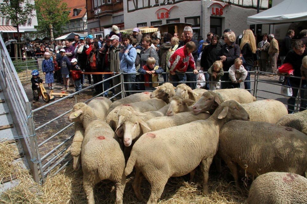 Erster Münsinger Schafauftrieb 2011