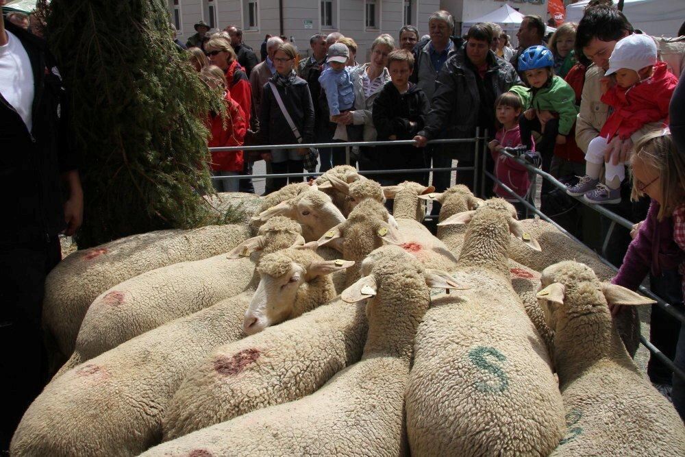 Erster Münsinger Schafauftrieb 2011