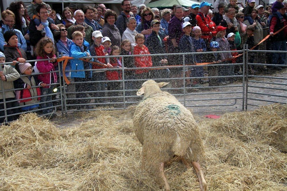 Erster Münsinger Schafauftrieb 2011