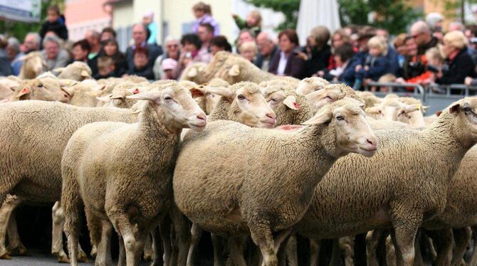 Erster Münsinger Schafauftrieb 2011