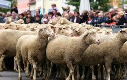 Erster Münsinger Schafauftrieb 2011