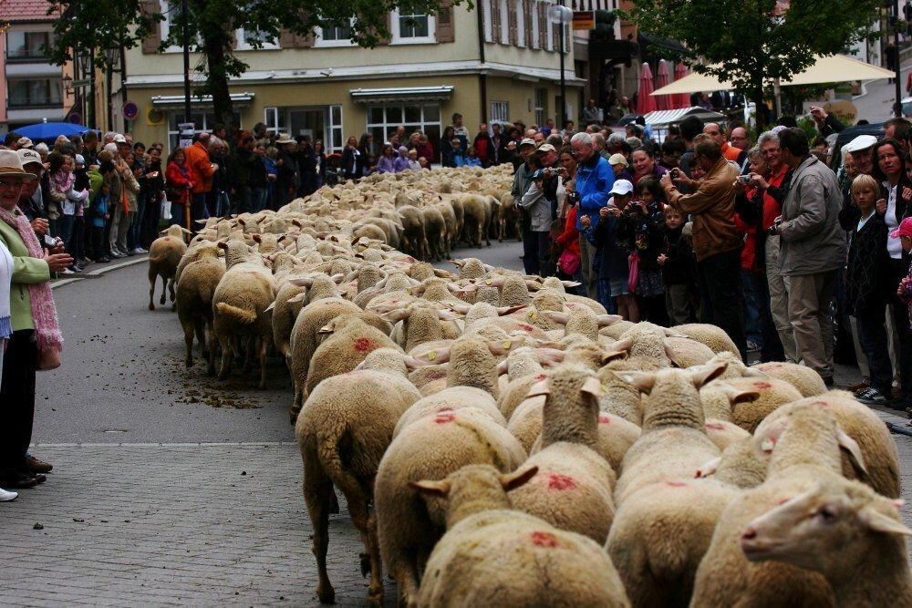 Erster Münsinger Schafauftrieb 2011