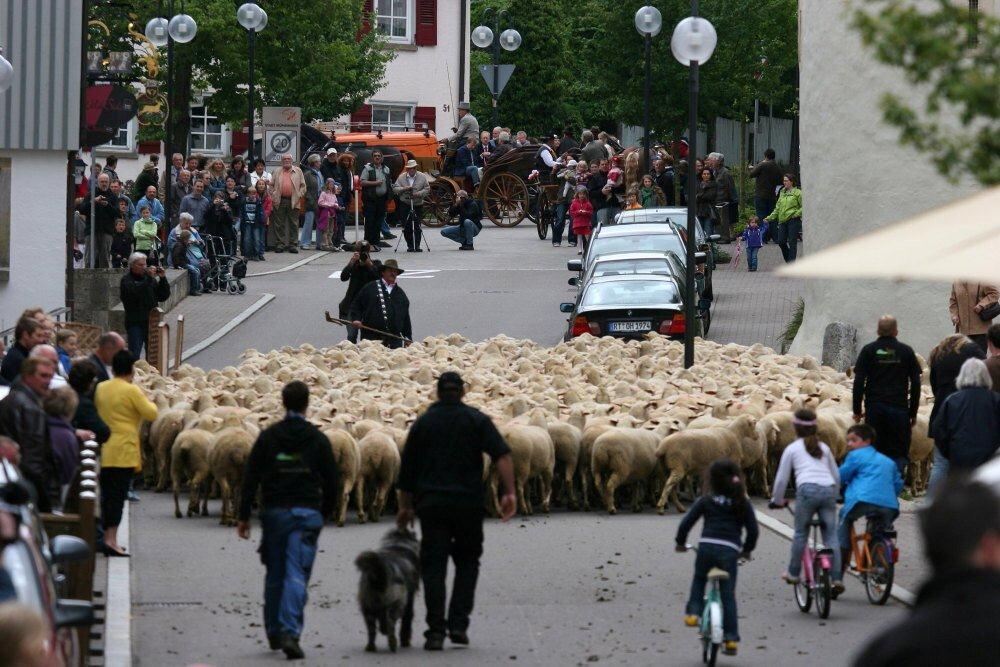 Erster Münsinger Schafauftrieb 2011