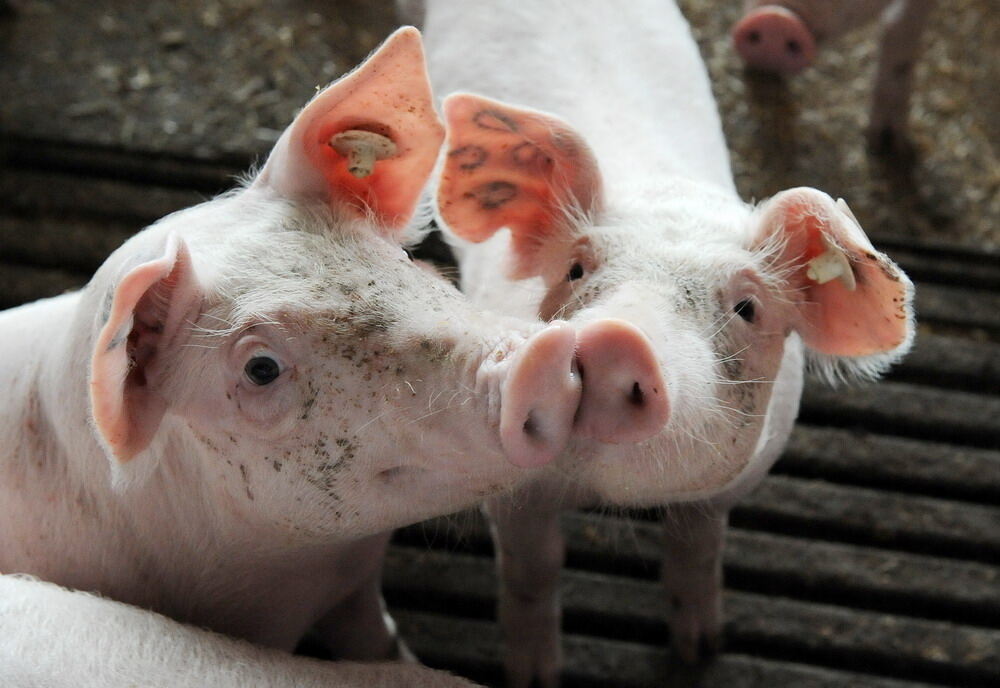 Neuer Schweinestall Lindenhof