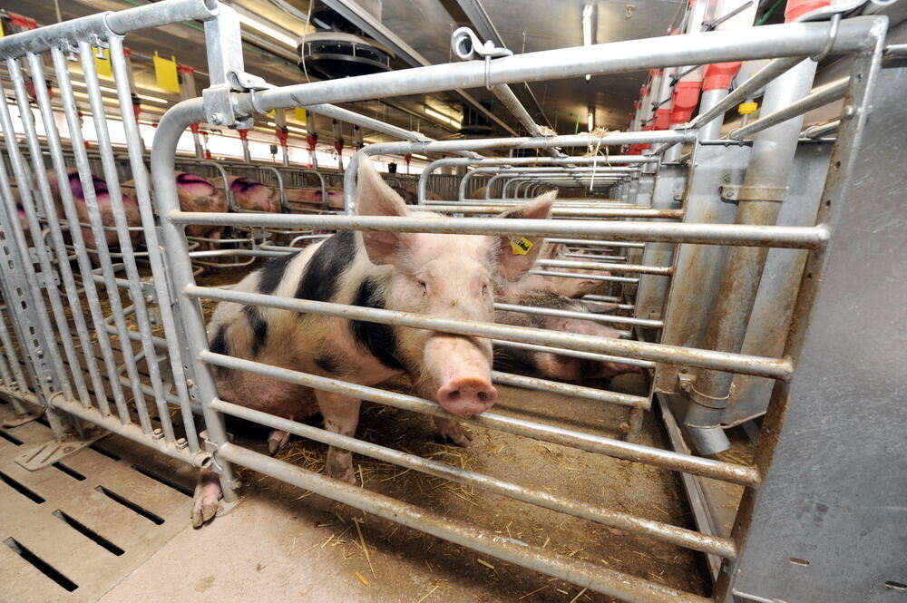 Neuer Schweinestall Lindenhof