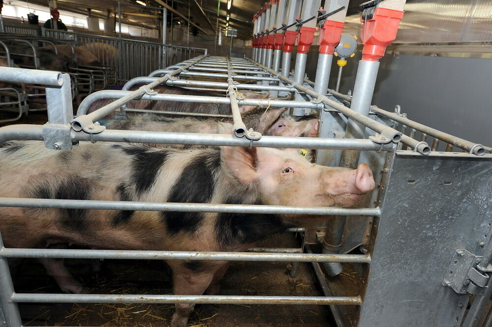 Neuer Schweinestall Lindenhof