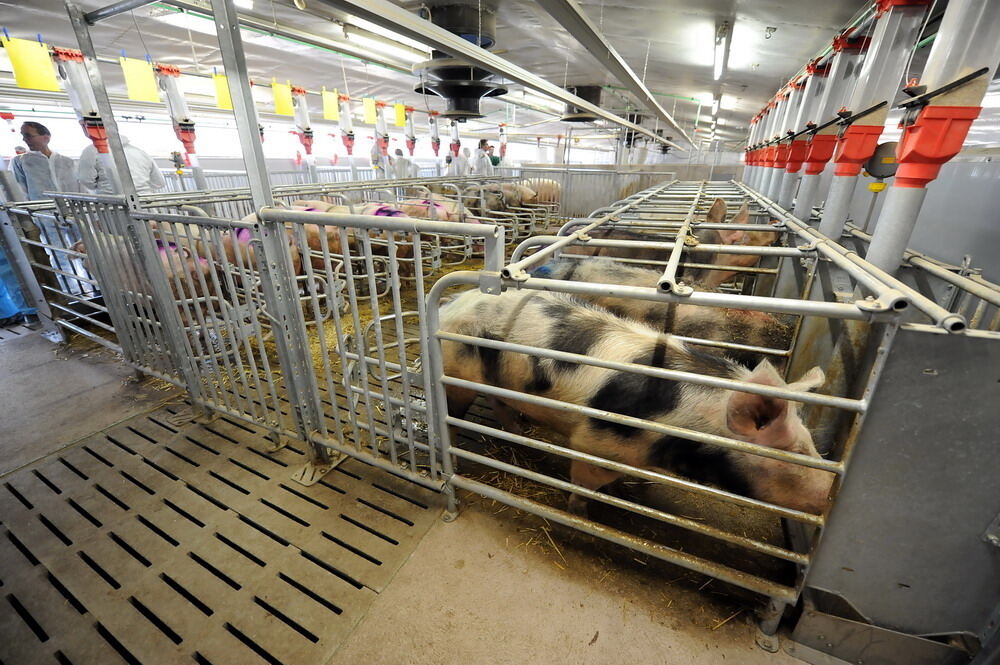 Neuer Schweinestall Lindenhof