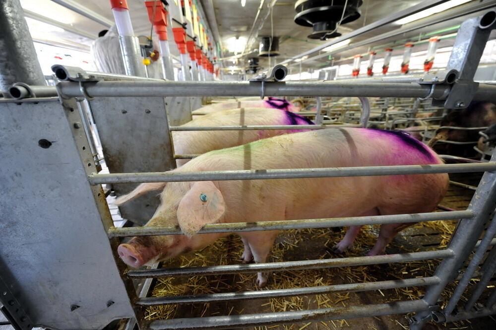 Neuer Schweinestall Lindenhof