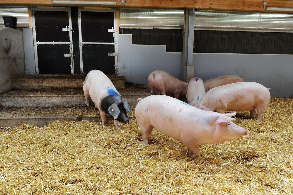 Neuer Schweinestall Lindenhof