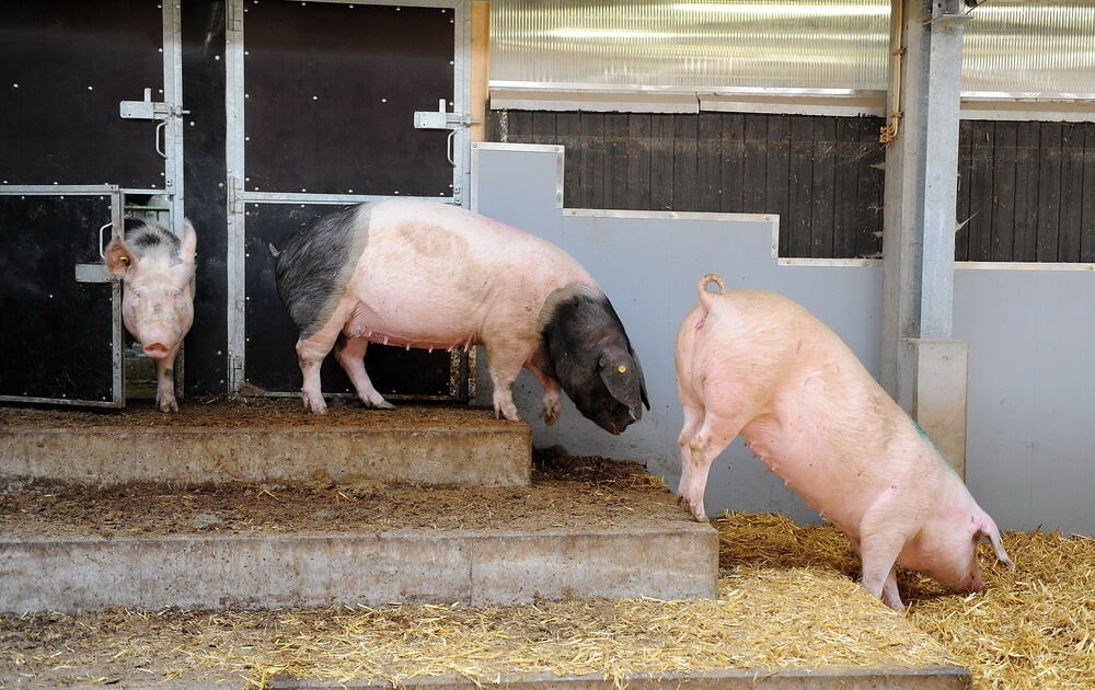 Neuer Schweinestall Lindenhof