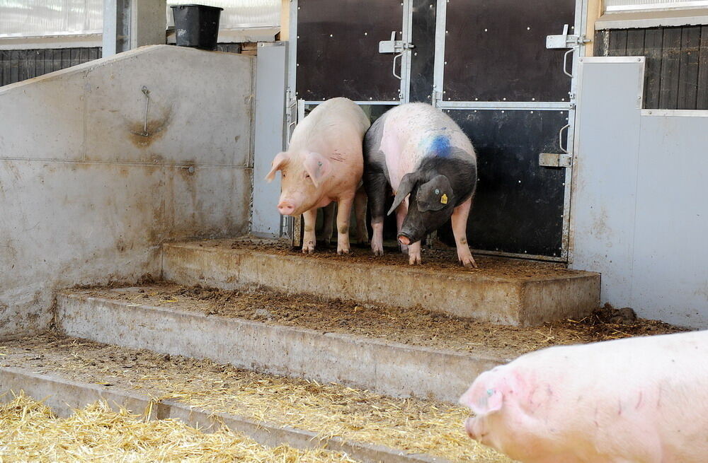 Neuer Schweinestall Lindenhof