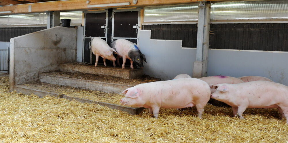 Neuer Schweinestall Lindenhof