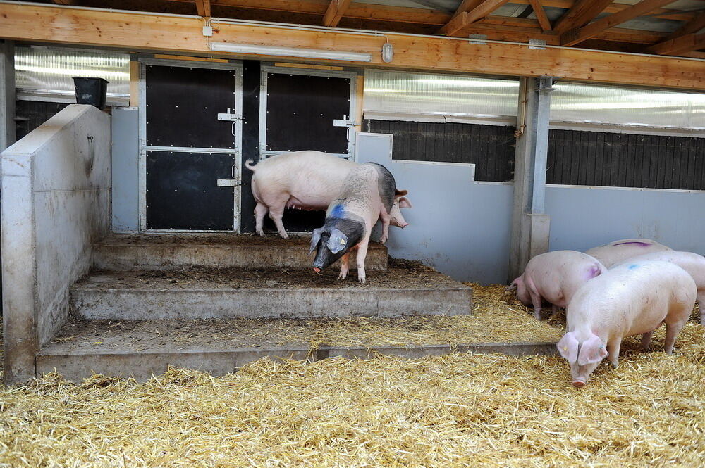 Neuer Schweinestall Lindenhof