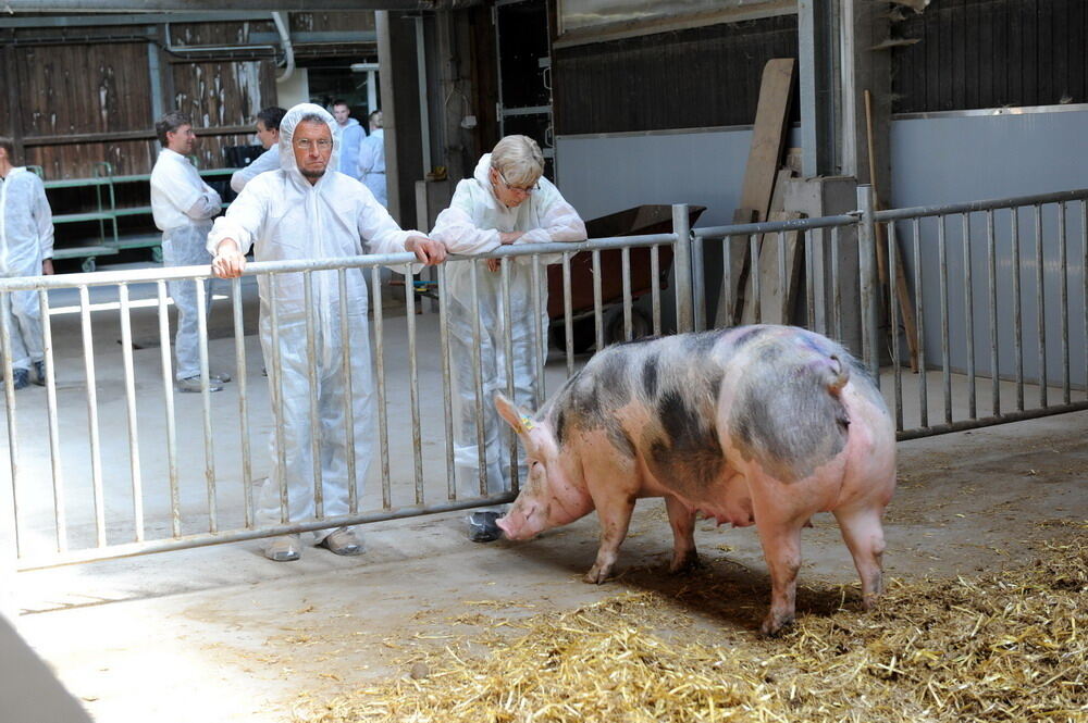 Neuer Schweinestall Lindenhof