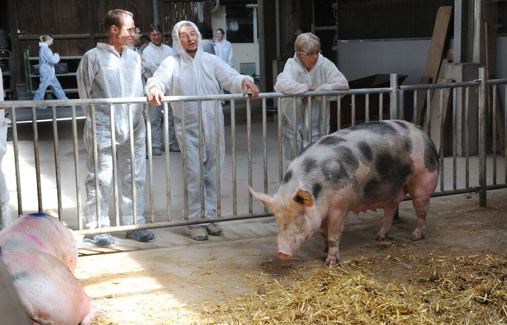 Neuer Schweinestall Lindenhof