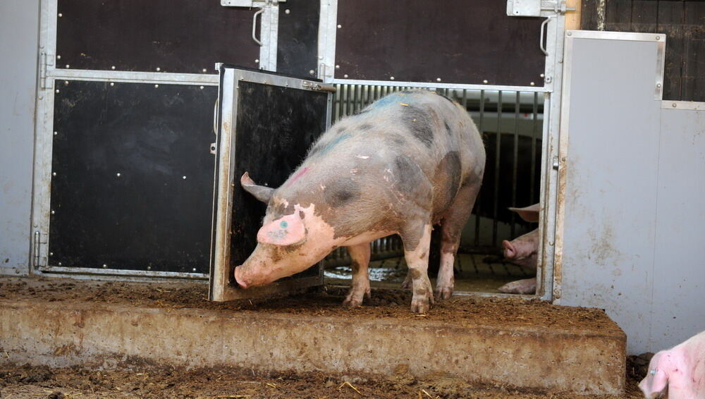 Neuer Schweinestall Lindenhof