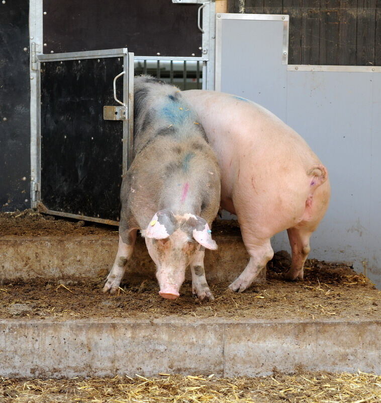 Neuer Schweinestall Lindenhof