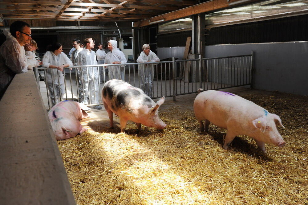 Neuer Schweinestall Lindenhof