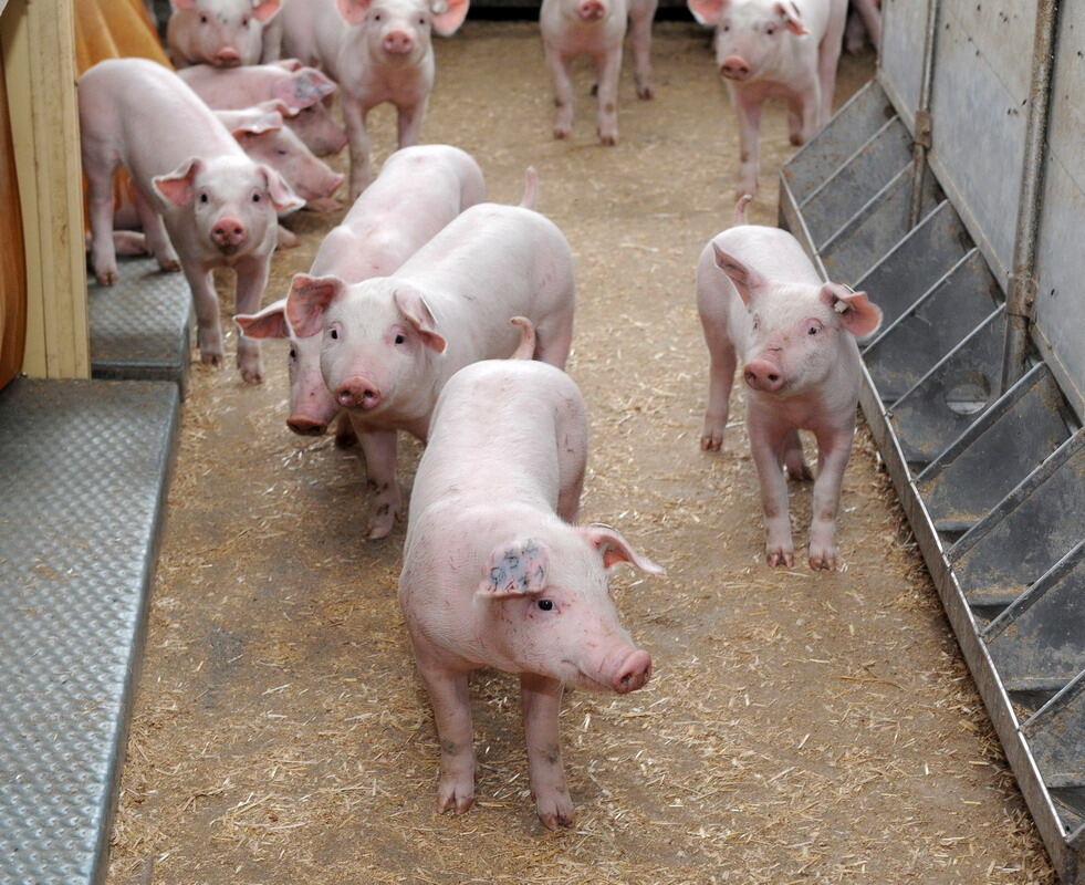 Neuer Schweinestall Lindenhof