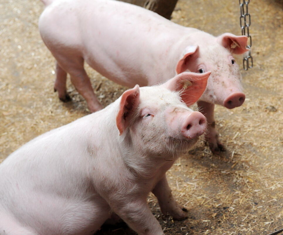 Neuer Schweinestall Lindenhof