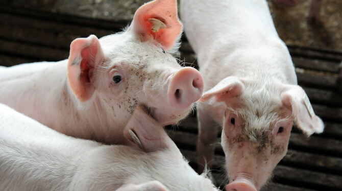 Glückliche Schweine, es sieht so aus?