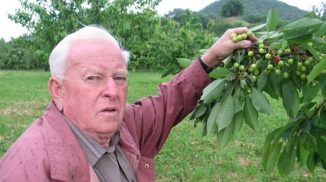 Noch immer liebt er »seine« Kirschbäume am Fuße des Calverbühls: Obstbaum-Experte Walter Leibfarth.