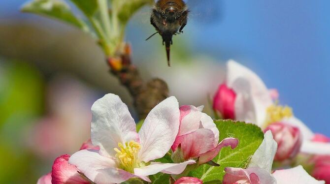 Gewann den zweiten Platz: Kerstin Maurer aus Kusterdingen »Obstsblüte mit Hummel«.