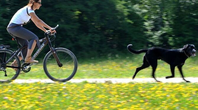 Radfahren macht Spaß und ist gesund - egal ob alleine, mit Hund, der ganzen Familie oder in der Gruppe.