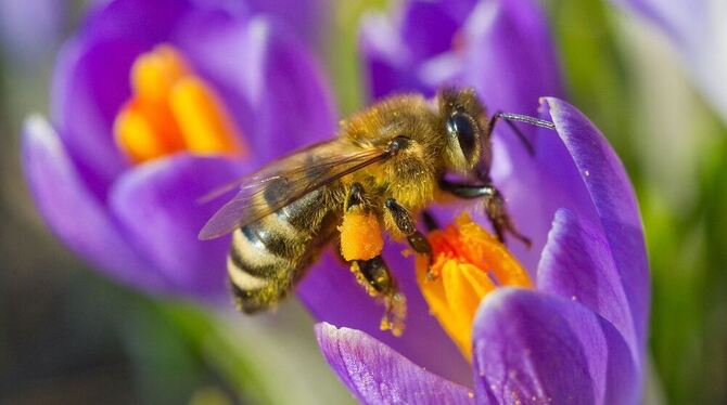 Forscher wollen dahinterkommen, was Bienen im Frühjahr zum Schwärmen bringt. FOTO: DPA