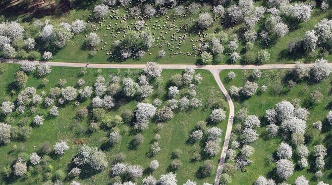 Wie aus dem Bilderbuch - das Kirschenfeld in Nehren vor einigen Wochen: So soll die Region auch weiterhin geprägt sein.  FOTO: G