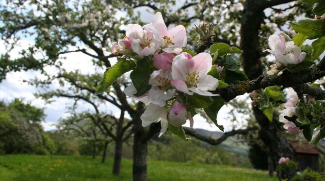 Streuobstblüte.