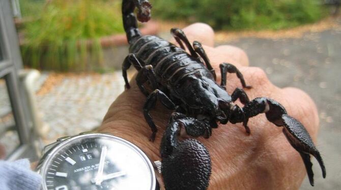 Schaurig, aber nicht ganz so giftig, wie er aussieht: der schwarze Kaiser-Skorpion, wohnhaft im Exotarium. FOTO: PR