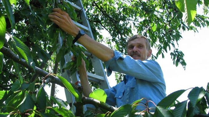 Enges Zeitfenster beim Pflücken: Norbert Saur, Vorsitzender des Nehrener Obst- und Gartenbauvereins, bei der Kirschernte.