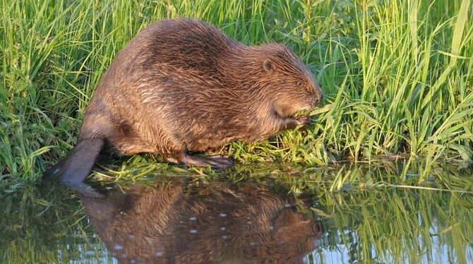 Wasseringenieur, Baumeister, Alleskönner: Biber in seinem Revier. Wer mehr über ihn weiß, kann auch mit ihm umgehen. FOTO: PRRP