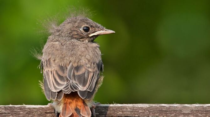 Heimische Tierwelt faszinierend ins Bild gesetzt: das »Hausrotschwänzchen«. FOTO: HELEN KRAMASCH