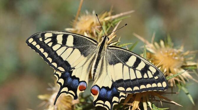 Jung und noch ohne Makel ist dieser Schwalbenschwanz, der sich auf einer Distel niedergelassen hat. FOTO : KARL REUTER JUN.