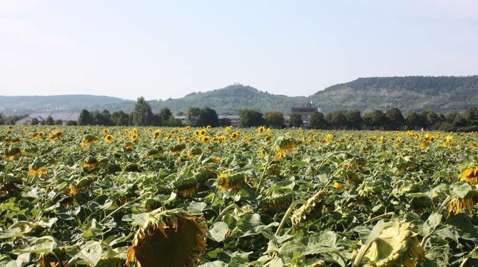 Nicht den Kopf hängen lassen: Sonnenblumen-Feld bei Tübingen. FOTO: PR