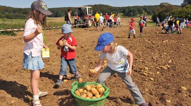 Was für ein Fest. Auf dem Acker prächtige Kartoffeln buddeln und dabei erstaunliche Funde machen, begeistert nicht nur Kinder. D