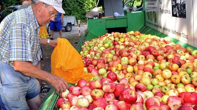 Äpfel in Hülle und Fülle: Die Ernte ist zwei Wochen früher angelaufen als in den Vorjahren. In der Betzinger Obstannahmestelle g