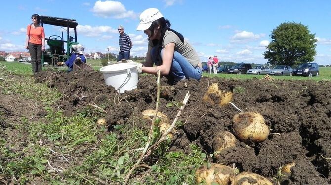 Ob Linda, Peruanita oder Vittelotte: Beim Gomaringer Kartoffelfest kamen alle aus dem Boden. FOTO: ERNST