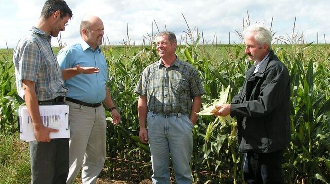 Mannshohe Pflanze mit Potenzial: Der Mais, als Silage die Lieblingsspeise des Zieglerschen Milchviehs und der Mastbullen, hat tr