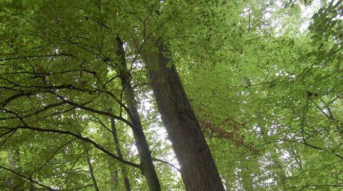 Auf Du und Du mit der Natur: die Gruppe mit Leiterin Sylvia Lechler (M.). FOTO: PFISTERER