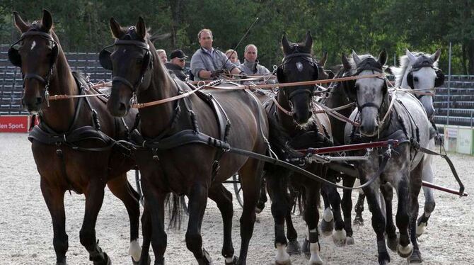 Ohne Vertrauen zwischen Mensch und Tier wäre ein Achtspänner auch in Marbach nicht möglich. GEA-FOTO: SCHRADE