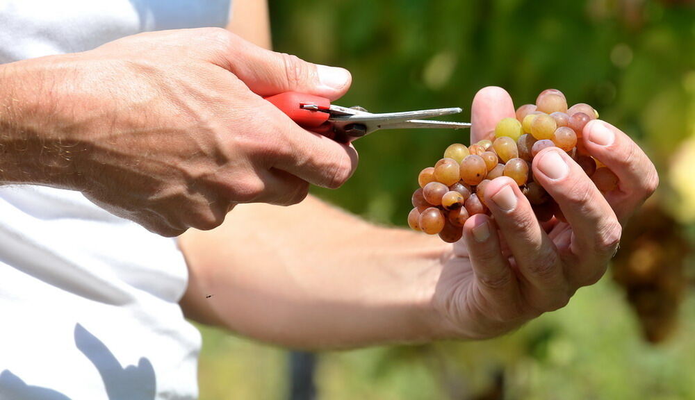 Weinlese im Selbstversuch