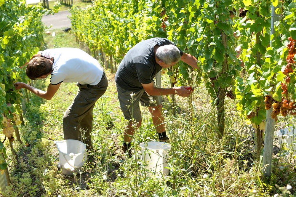 Weinlese im Selbstversuch