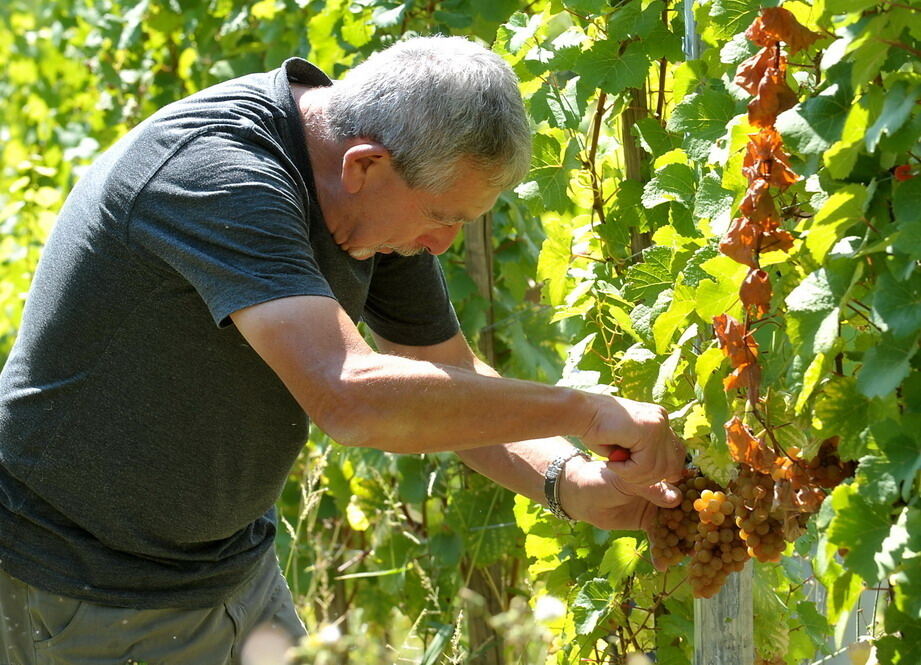 Weinlese im Selbstversuch